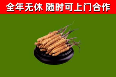 丁青县回收冬虫夏草